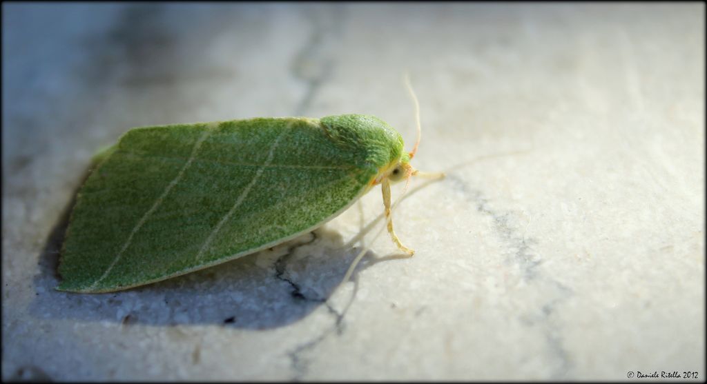 Richiesta identificazione: foto del 2012 - Bena bicolorana